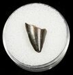 Partial Serrated Tyrannosaurid Tooth Tip - T-Rex #4426-1